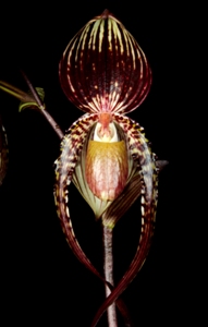 Paphiopedilum Volcano Goddess Arnie HCC 78 pts.